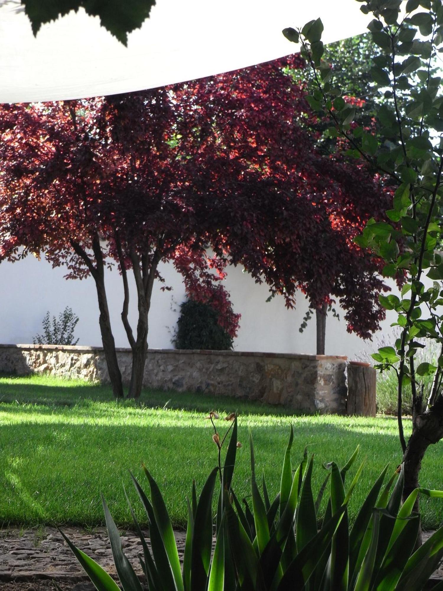 Casa Rural La Alameda Madridejos Exterior foto