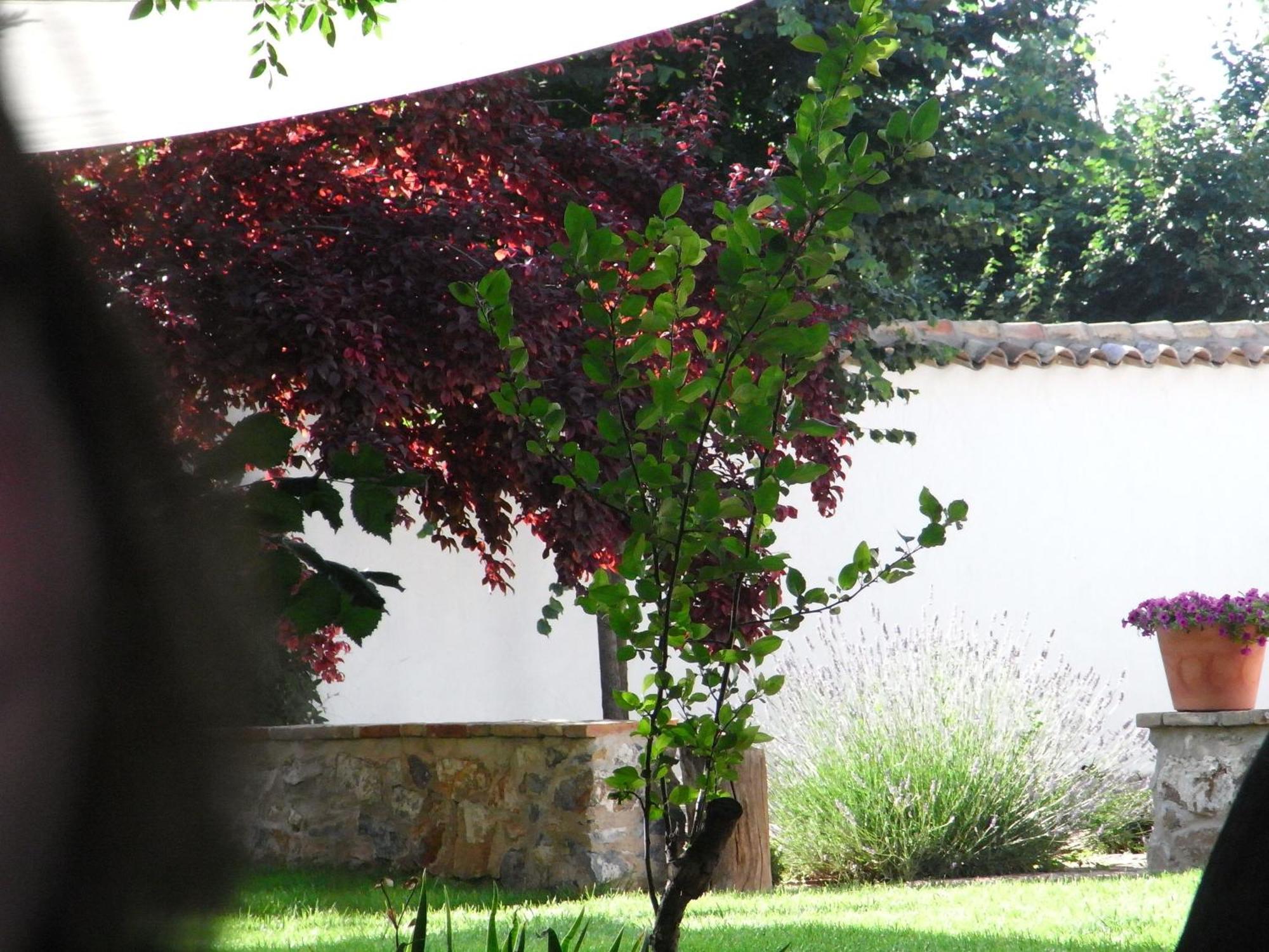 Casa Rural La Alameda Madridejos Exterior foto